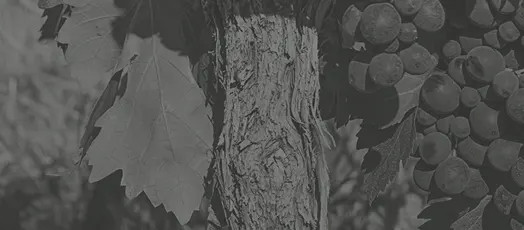 Grapevine Genetics Research