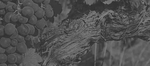 Grape Genetics Research